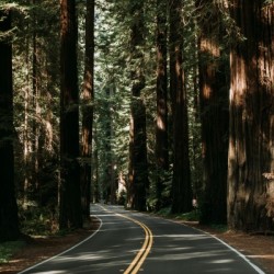 Avenue of the Giants
